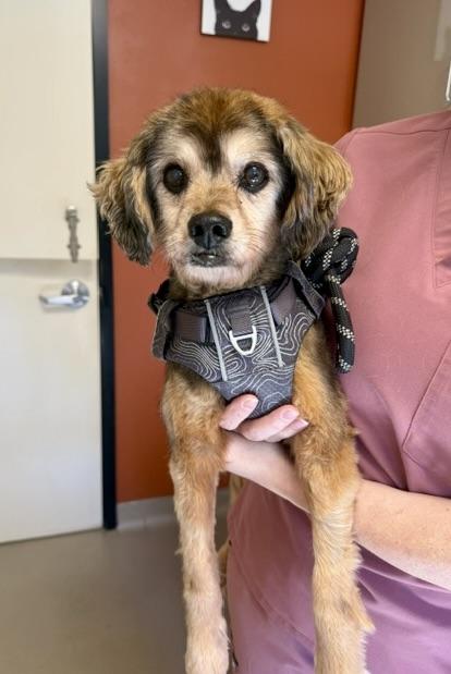 Enlarge Churro, a Adoptable Spaniel in Walnut Creek, CA image 3/3