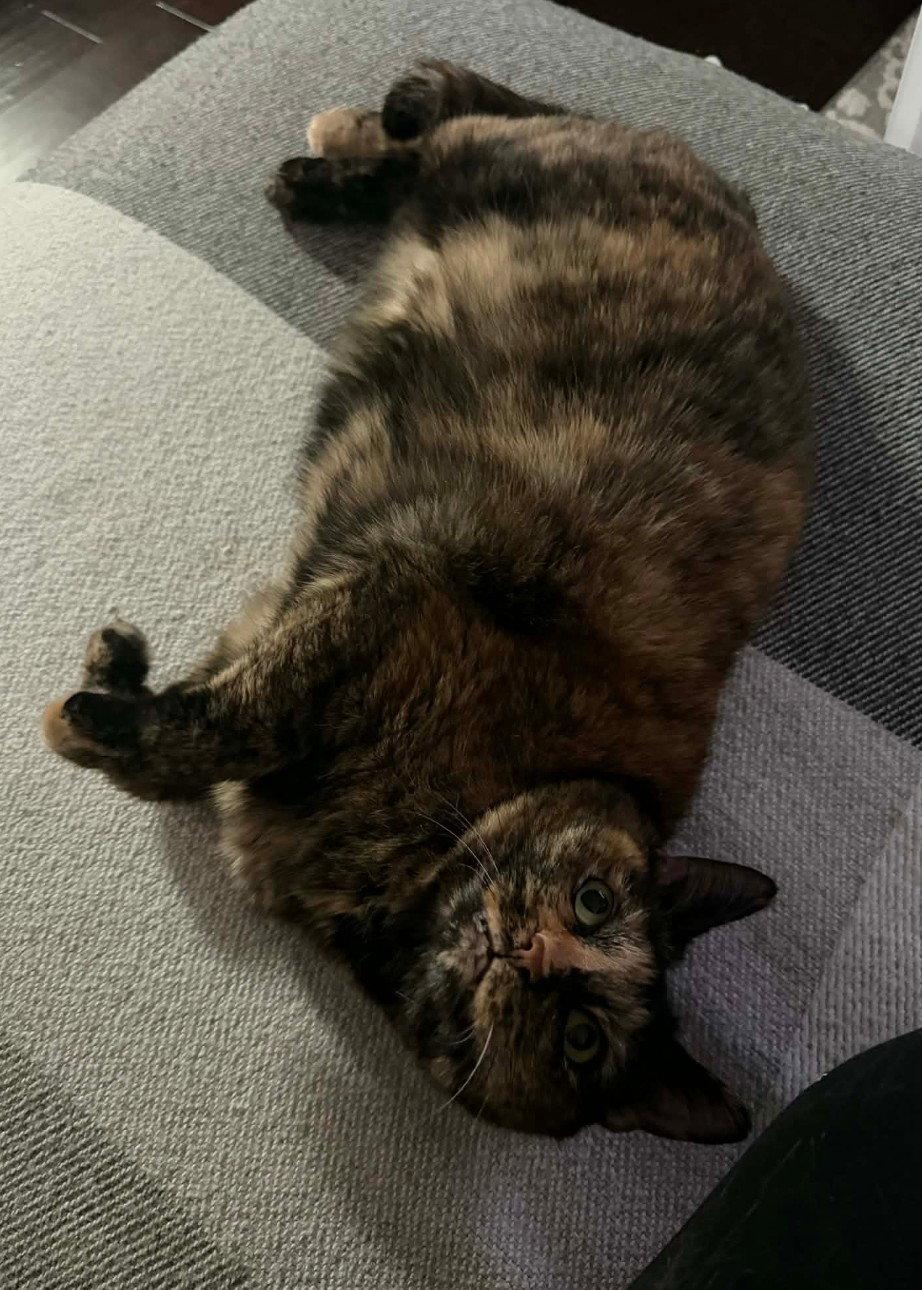 Lucy Jane, Adoptable, Adult Female Tortoiseshell & Domestic Short Hair.