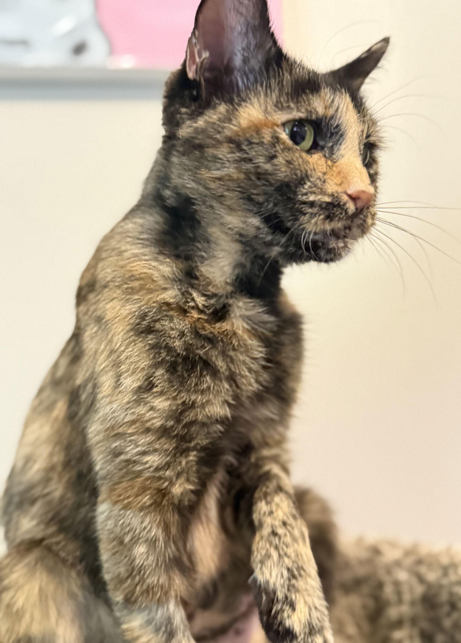 Enlarge Lucy Jane, a Adoptable mixed breed in Nashville, TN image 1/3