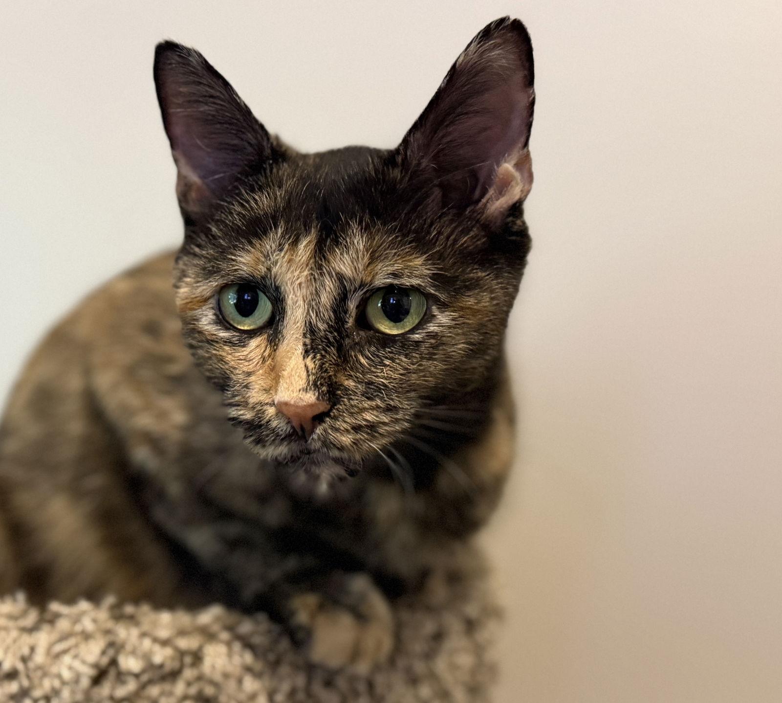 Enlarge Lucy Jane, a Adoptable mixed breed in Nashville, TN image 3/3