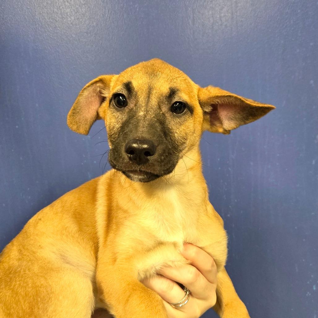 Enlarge CT Vega avail Dec 21 (Cropley's Garden- Bolton, CT), a Adoptable mixed breed in Eastford, CT image 1/6