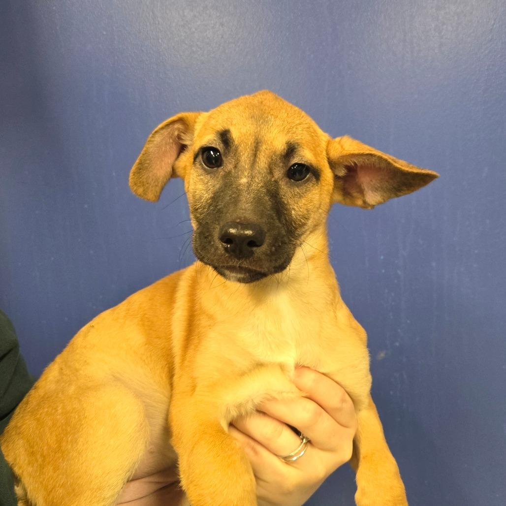 Enlarge CT Vega avail Dec 21 (Cropley's Garden- Bolton, CT), a Adoptable mixed breed in Eastford, CT image 2/6