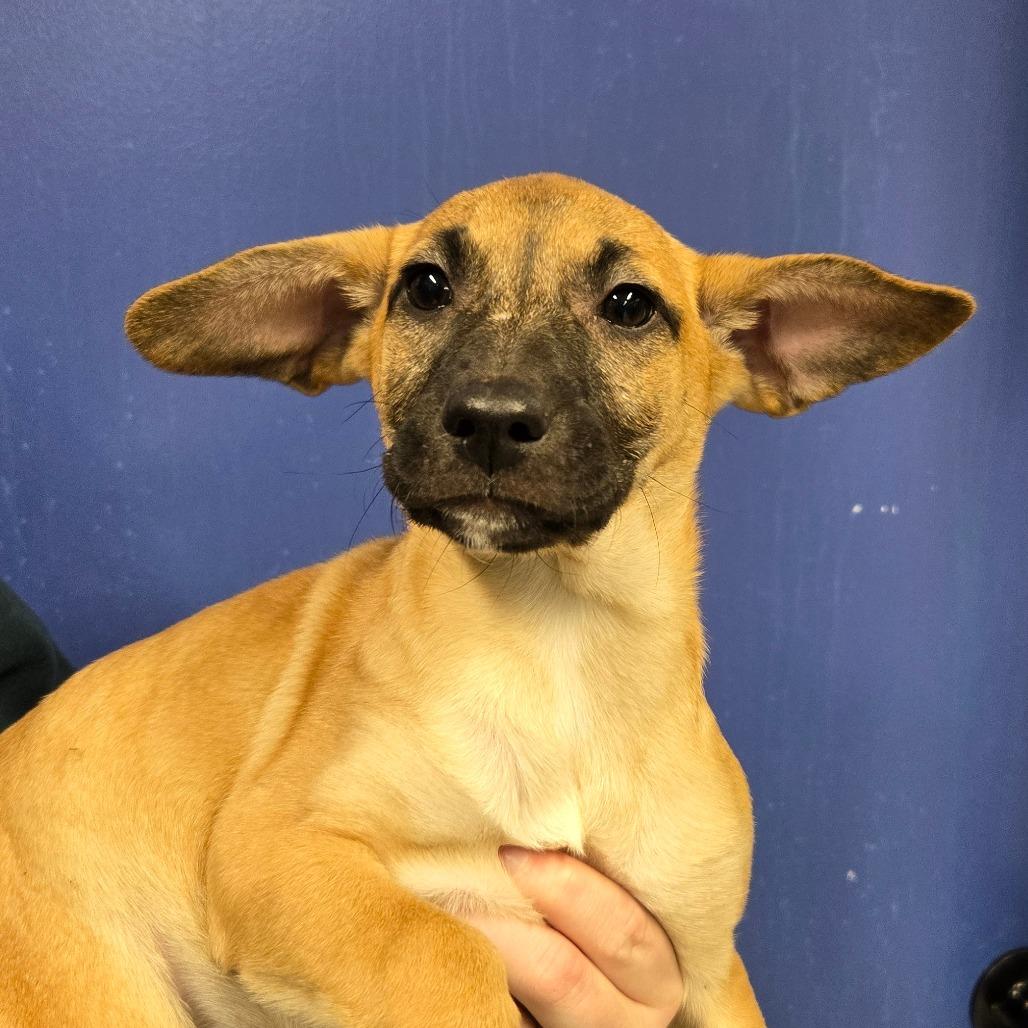 Enlarge CT Vega avail Dec 21 (Cropley's Garden- Bolton, CT), a Adoptable mixed breed in Eastford, CT image 4/6