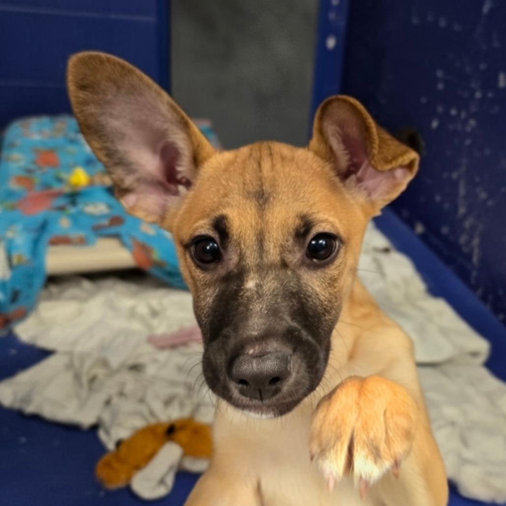 Enlarge CT Vega avail Dec 21 (Cropley's Garden- Bolton, CT), a Adoptable mixed breed in Eastford, CT image 5/6