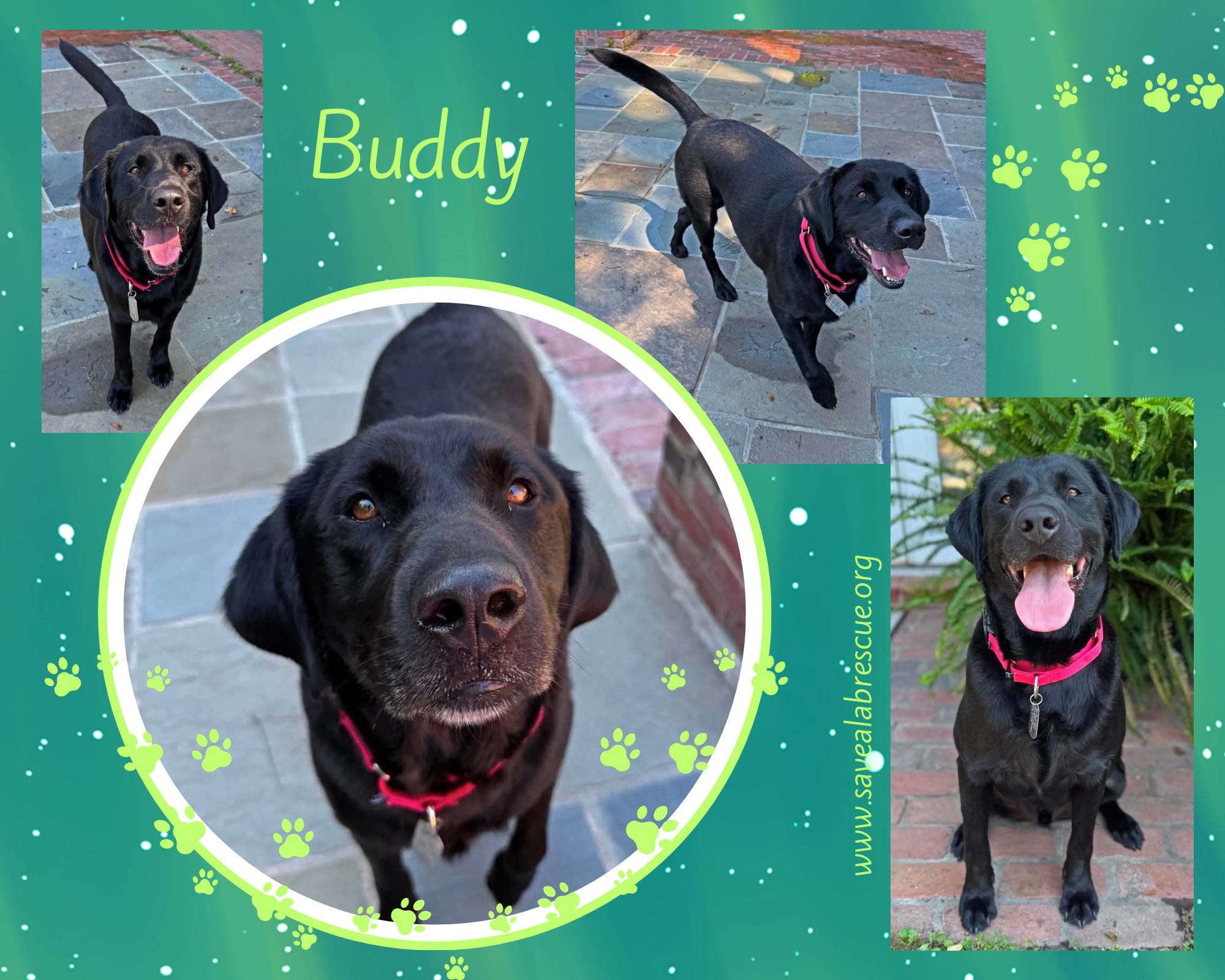 Enlarge Buddy, a ADOPTABLE mixed breed in Middletown, RI image 1/1