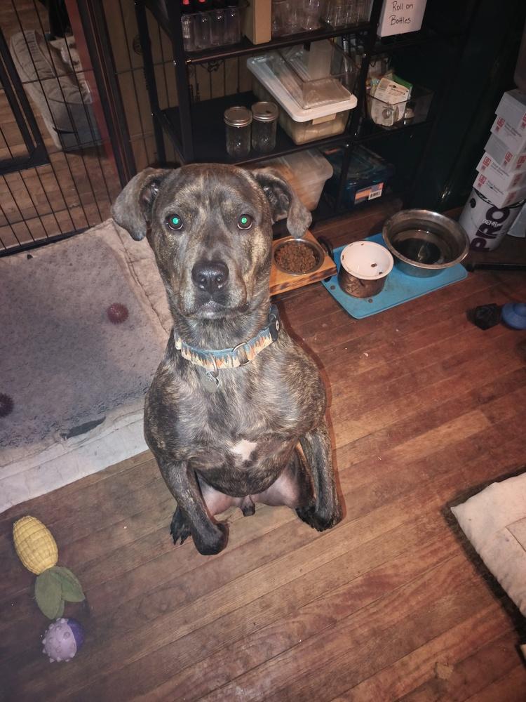 Enlarge Sherman - GRADUATE, a Adoptable mixed breed in Coldwater, MI image 1/6