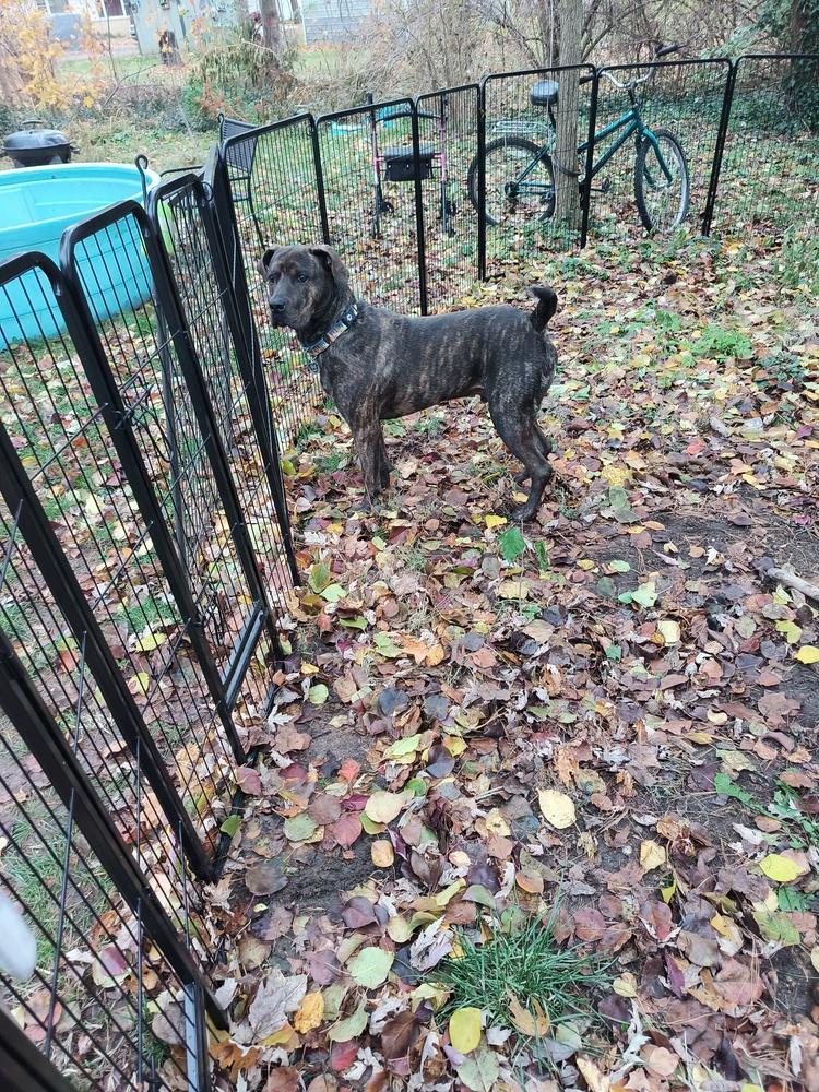 Enlarge Sherman - GRADUATE, a Adoptable mixed breed in Coldwater, MI image 2/6