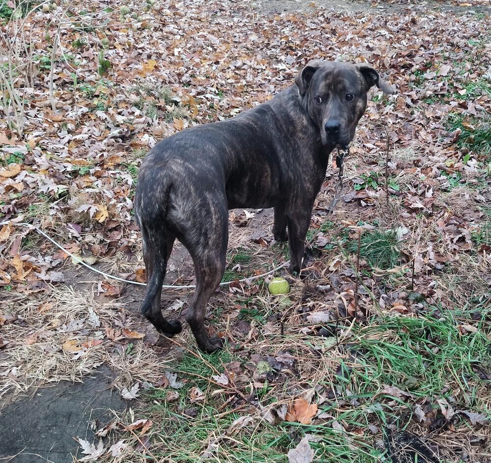 Enlarge Sherman - GRADUATE, a Adoptable mixed breed in Coldwater, MI image 3/6