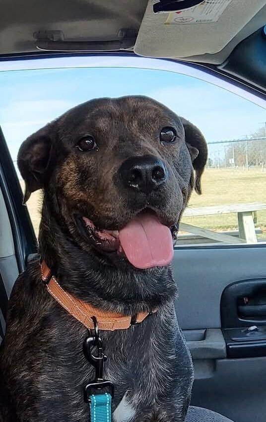 Enlarge Sherman - GRADUATE, a Adoptable mixed breed in Coldwater, MI image 4/6