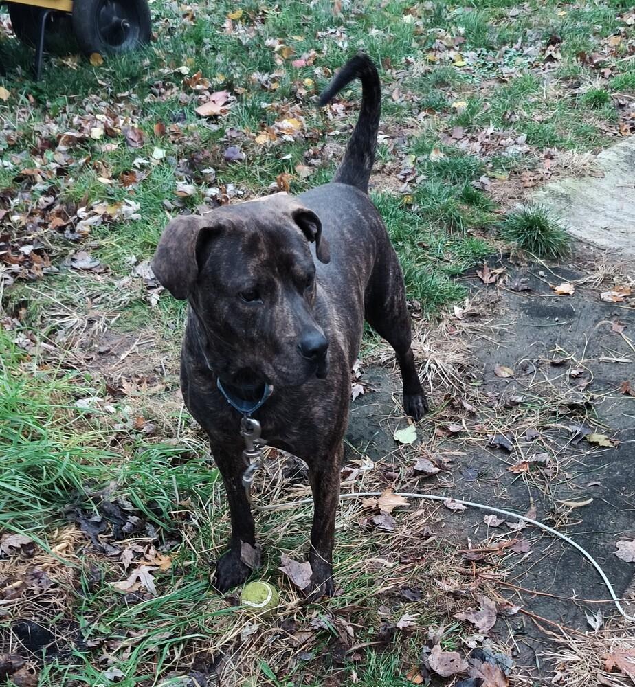 Enlarge Sherman - GRADUATE, a Adoptable mixed breed in Coldwater, MI image 5/6