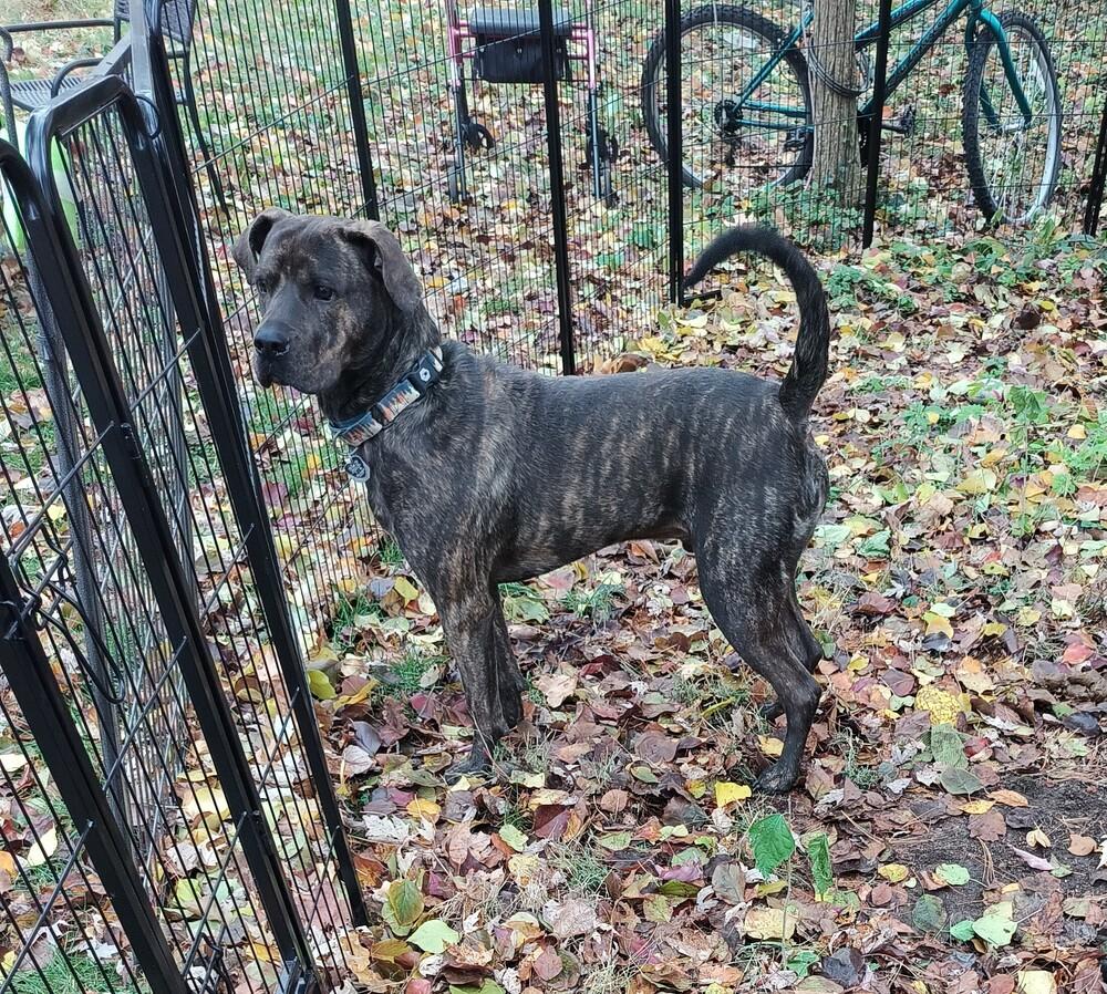 Enlarge Sherman - GRADUATE, a Adoptable mixed breed in Coldwater, MI image 6/6