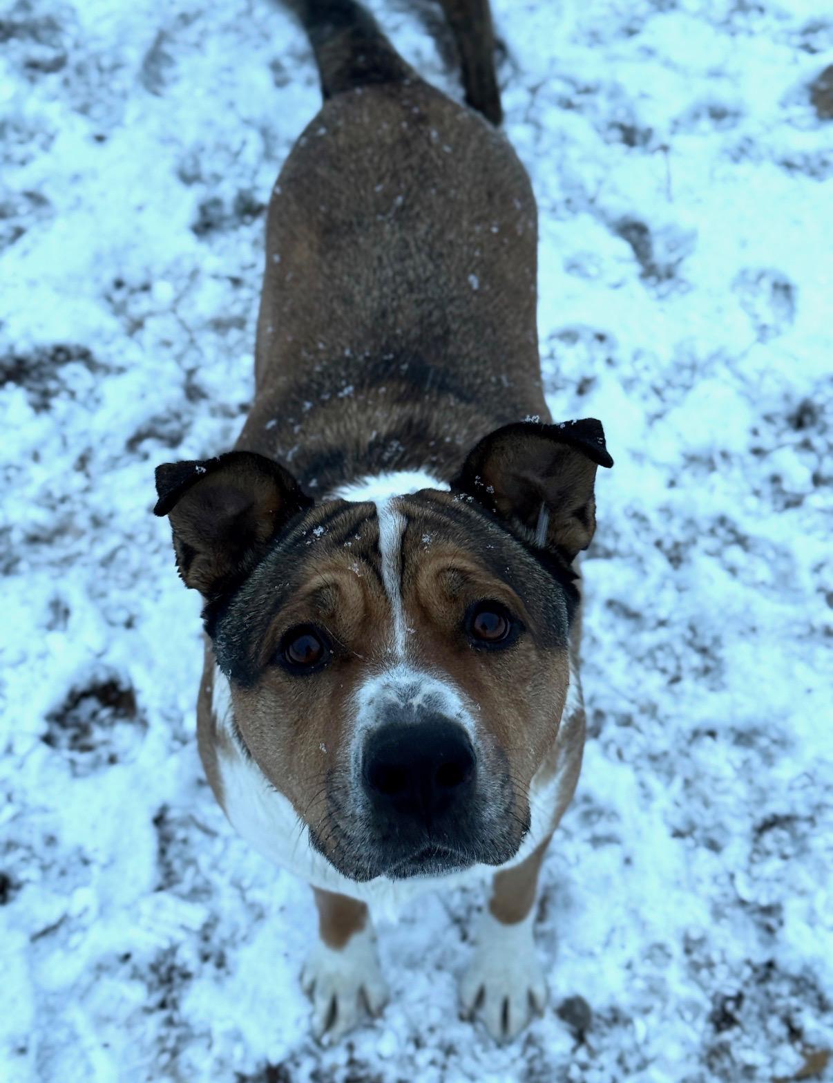 Enlarge Guido, an adopted mixed breed in Cortez, CO image 4/4