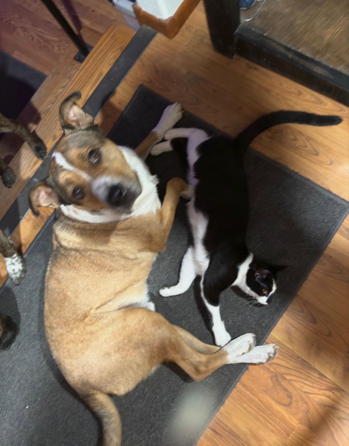 Enlarge Guido, an adopted mixed breed in Cortez, CO image 3/4
