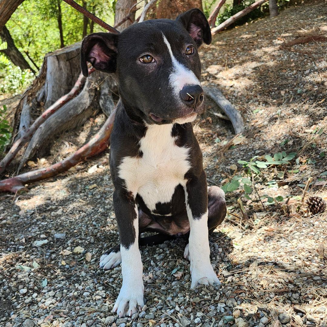 Enlarge Sophie, a Adoptable Pit Bull Terrier in Burbank, CA image 1/5