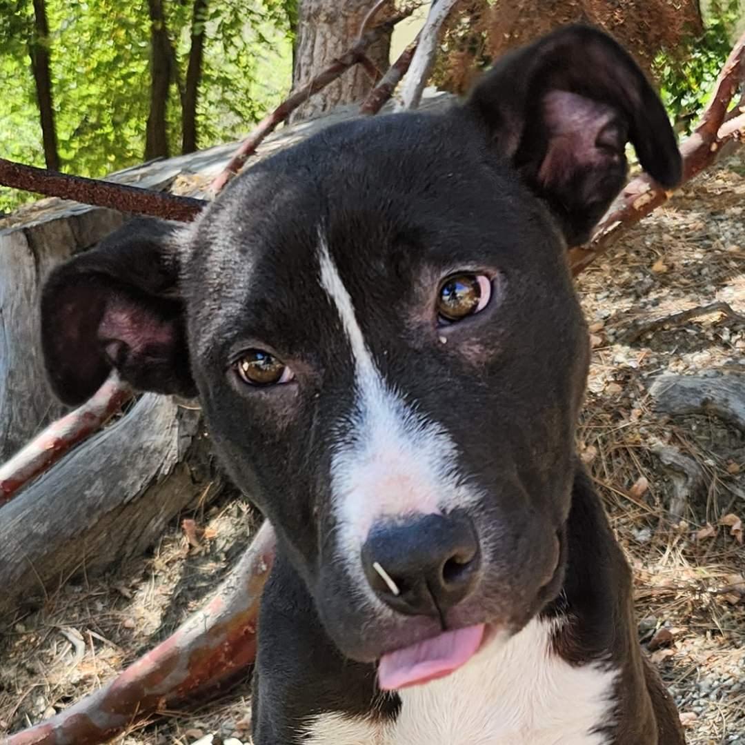 Sophie