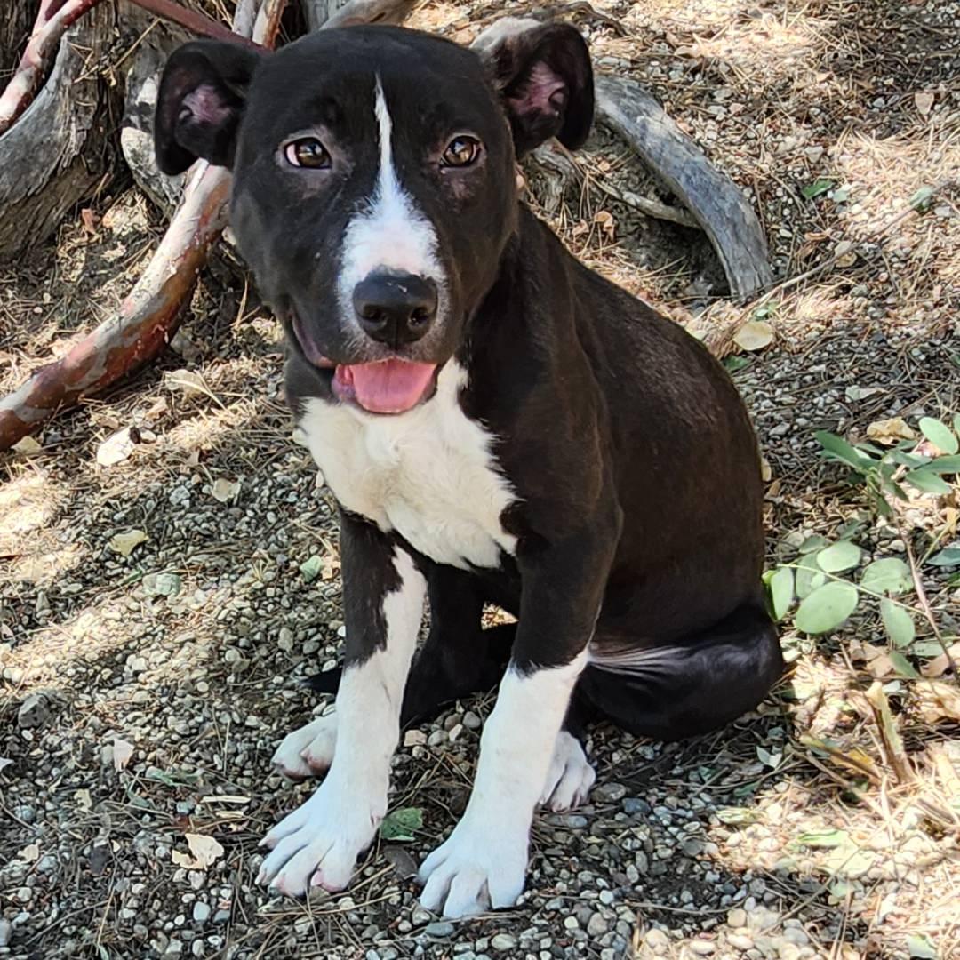 Enlarge Sophie, a Adoptable Pit Bull Terrier in Burbank, CA image 3/5