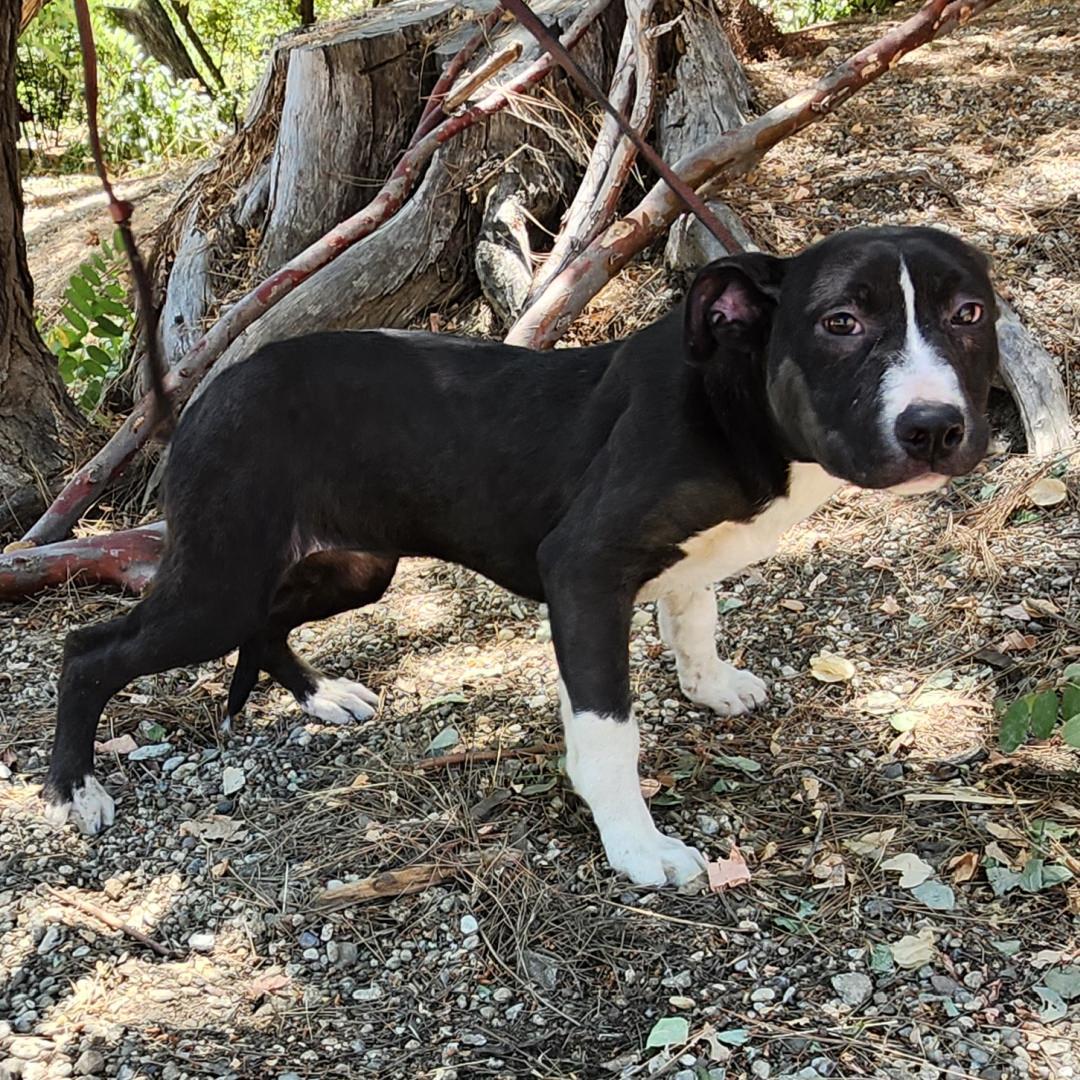 Enlarge Sophie, a Adoptable Pit Bull Terrier in Burbank, CA image 4/5