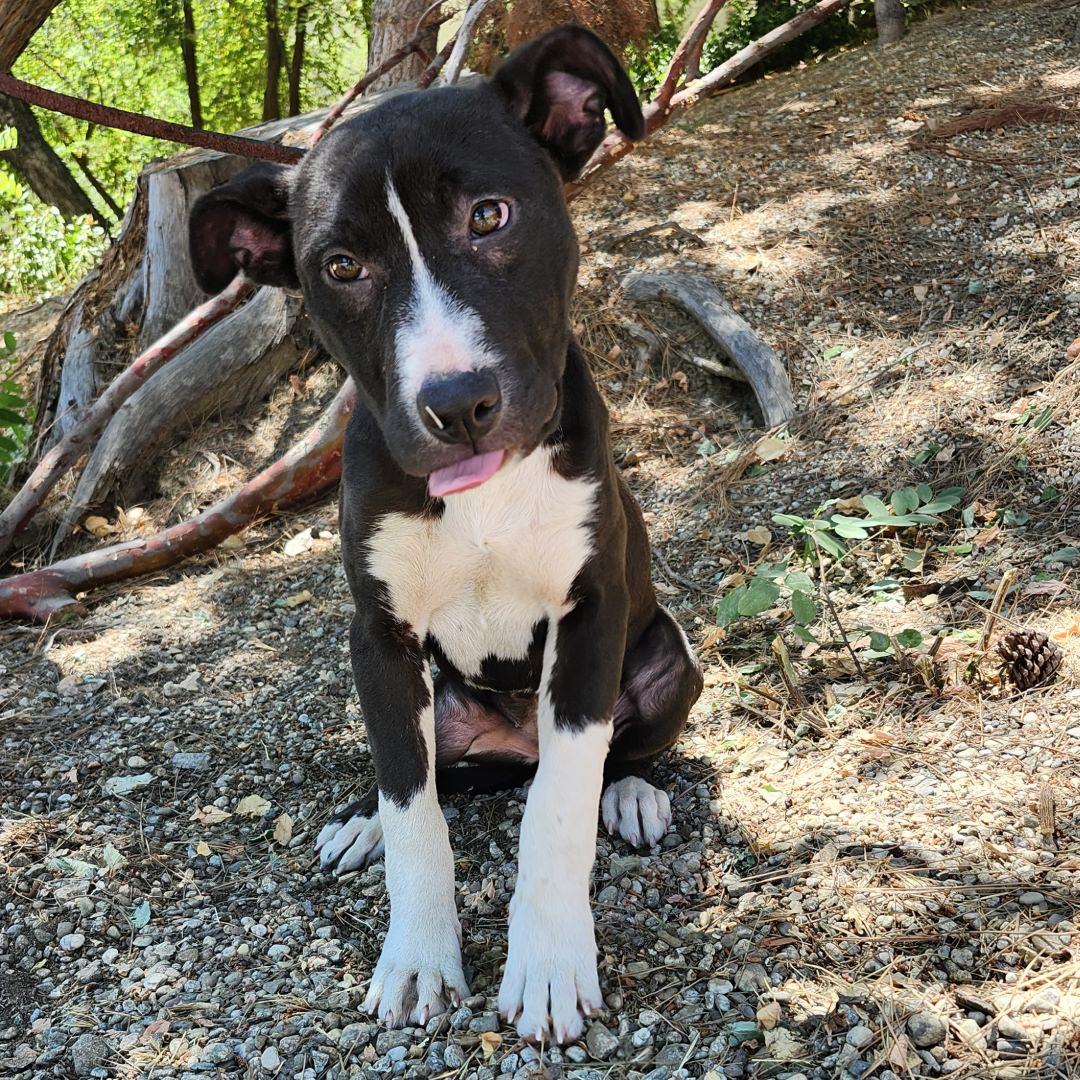 Enlarge Sophie, a Adoptable Pit Bull Terrier in Burbank, CA image 5/5