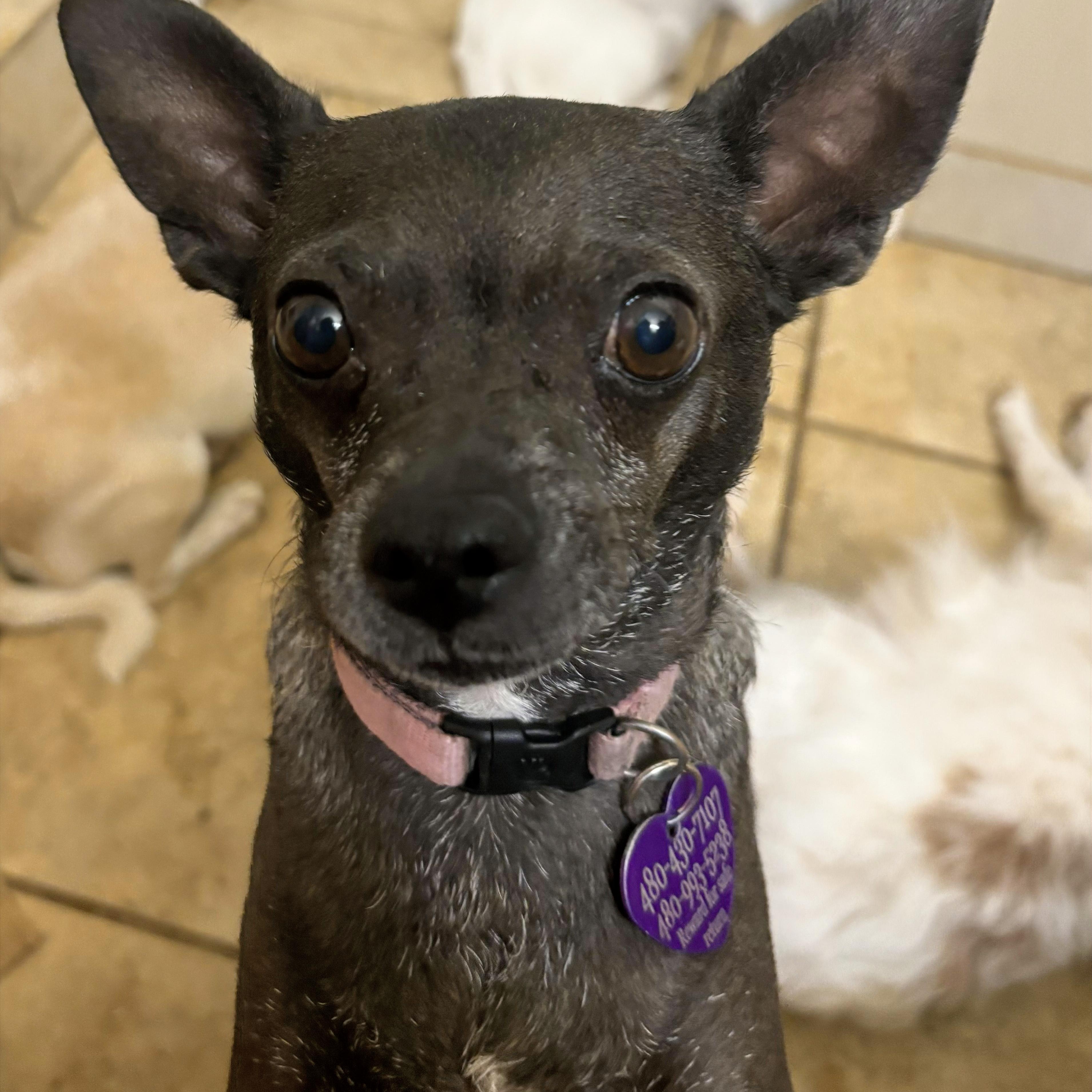 Enlarge RAZZLE DAZZLE, a Adoptable Chihuahua in Phoenix, AZ image 1/1