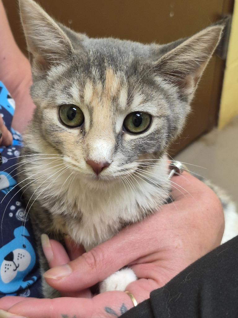Enlarge FAUNA, a Adopted mixed breed in Crossville, TN image 1/1
