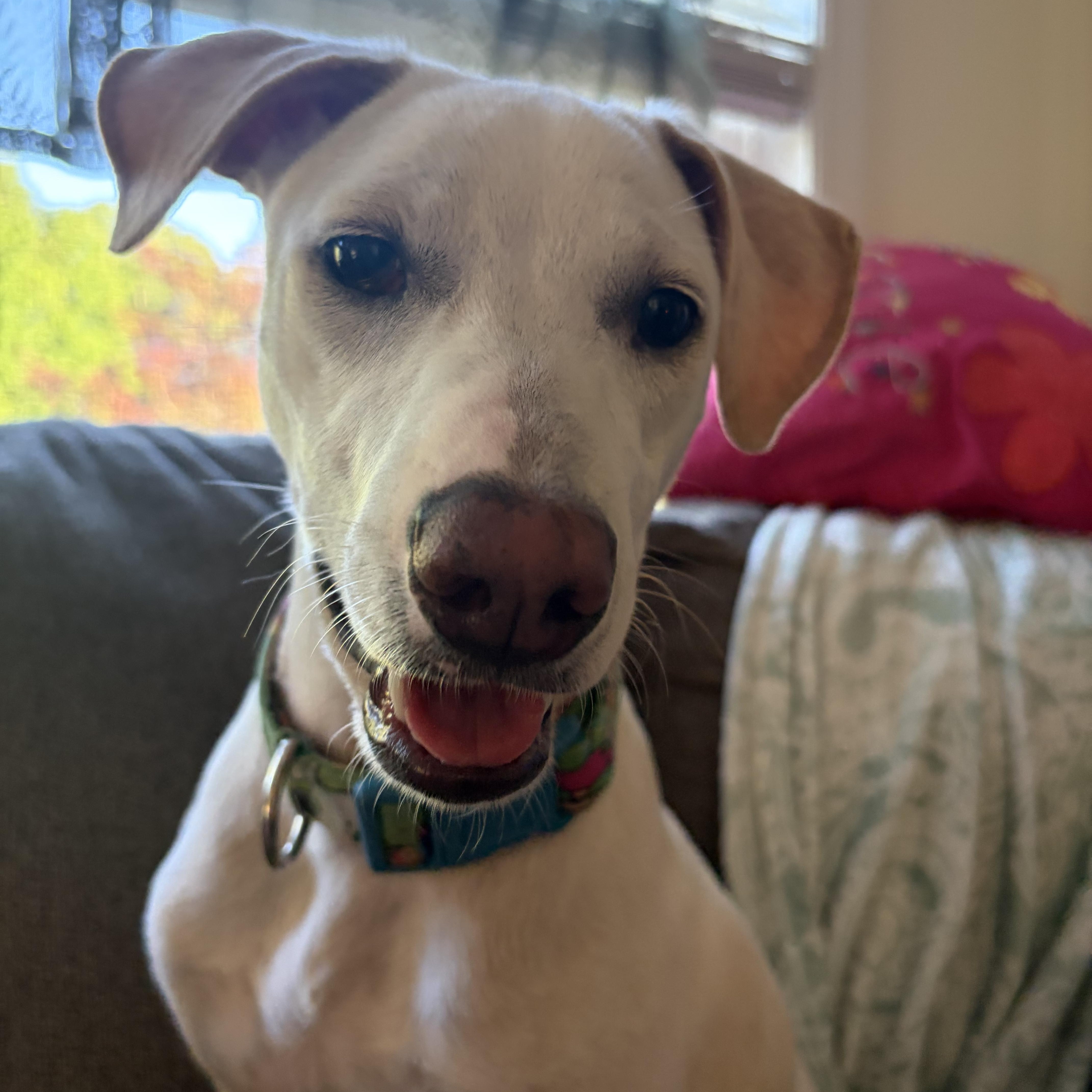Skye, a Adoptable mixed breed in Purchase, NY image 5/5