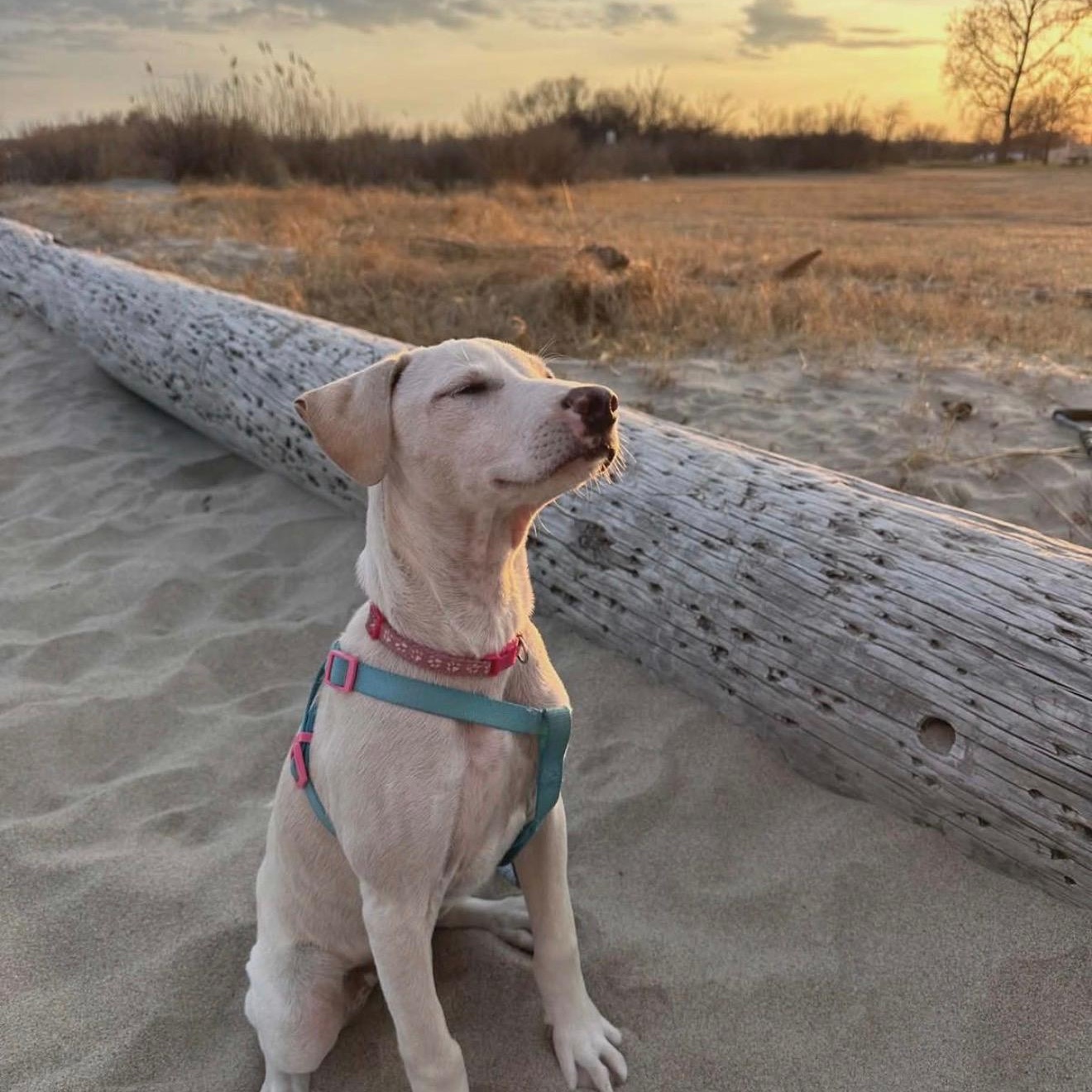 Skye, a Adoptable mixed breed in Purchase, NY image 3/5