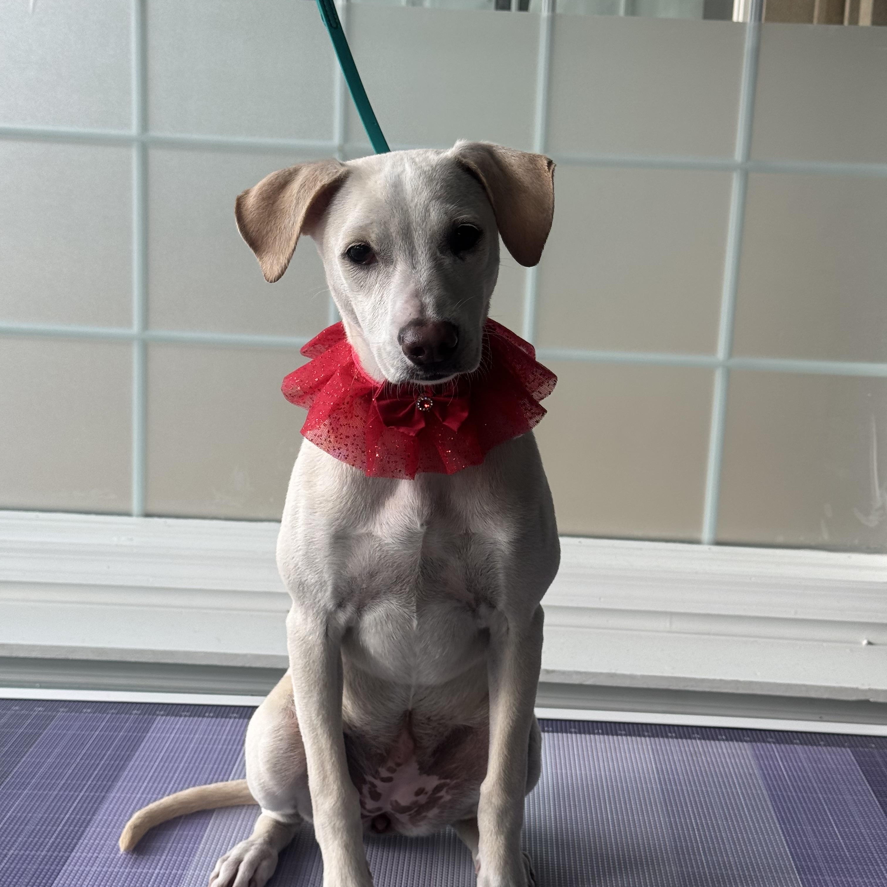 Skye, a Adoptable mixed breed in Purchase, NY image 4/5