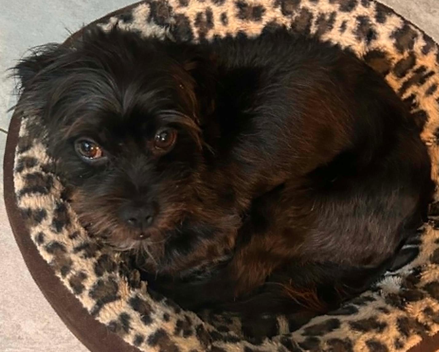 Jake, Adoptable, Adult Male Border Terrier.