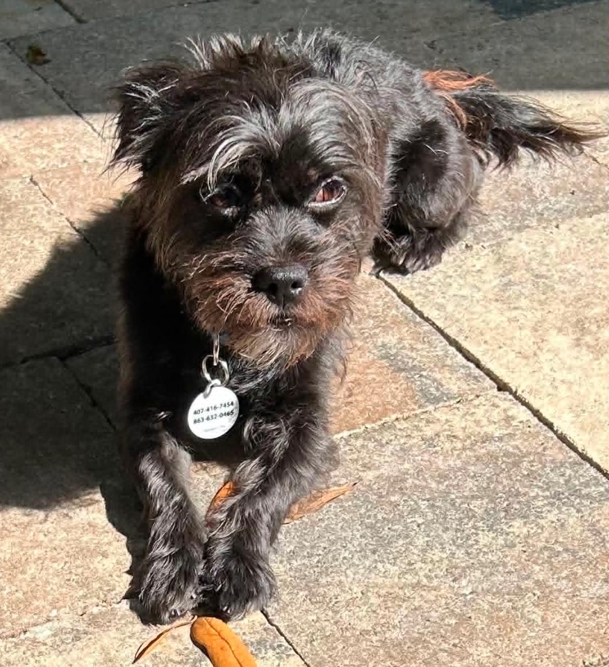 Enlarge Jake, a Adoptable Border Terrier in Osteen, FL image 2/3