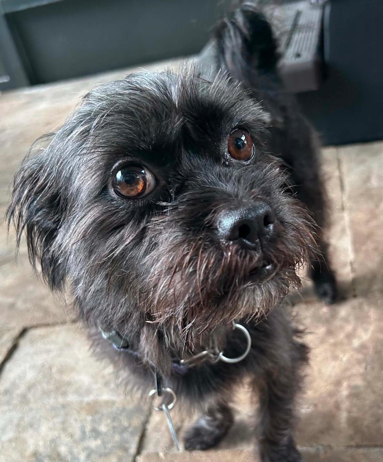 Enlarge Jake, a Adoptable Border Terrier in Osteen, FL image 3/3