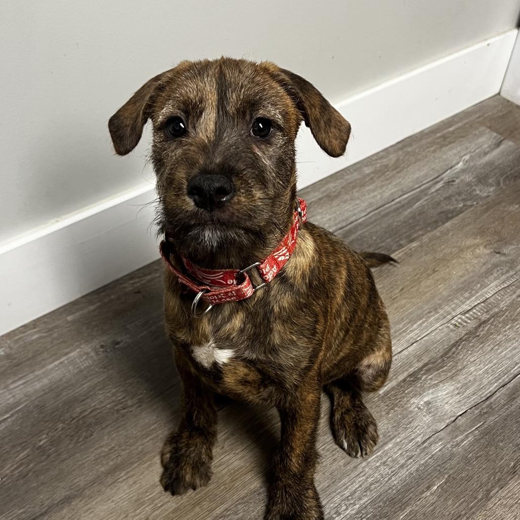 Enlarge Norville, a Adoptable Mixed Breed in Wappingers Falls, NY image 2/6