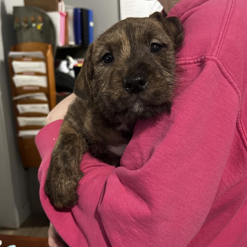 Enlarge Norville, a Adoptable Mixed Breed in Wappingers Falls, NY image 3/6