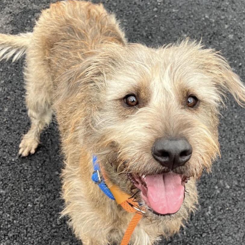 Enlarge Norville, a Adoptable Mixed Breed in Wappingers Falls, NY image 4/6