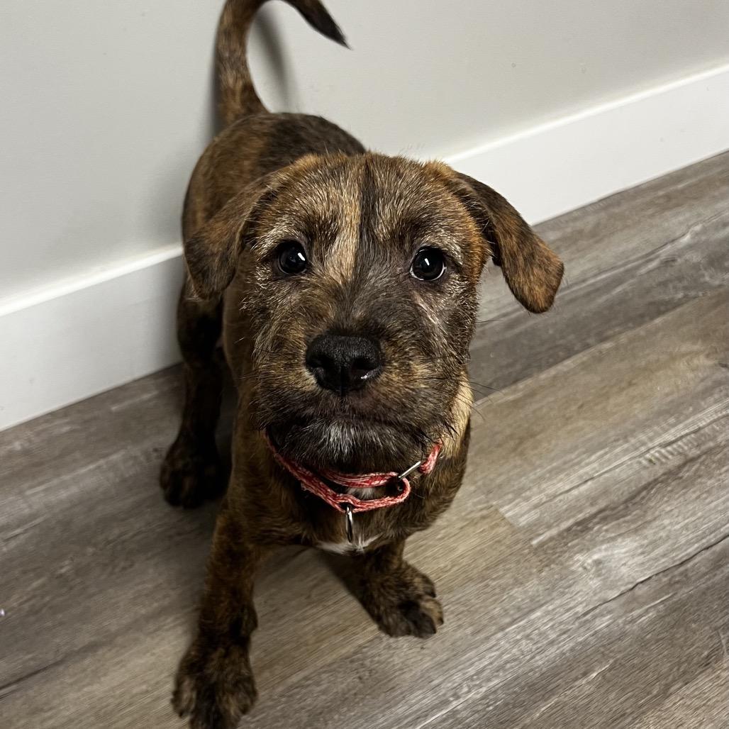 Enlarge Norville, a Adoptable Mixed Breed in Wappingers Falls, NY image 5/6
