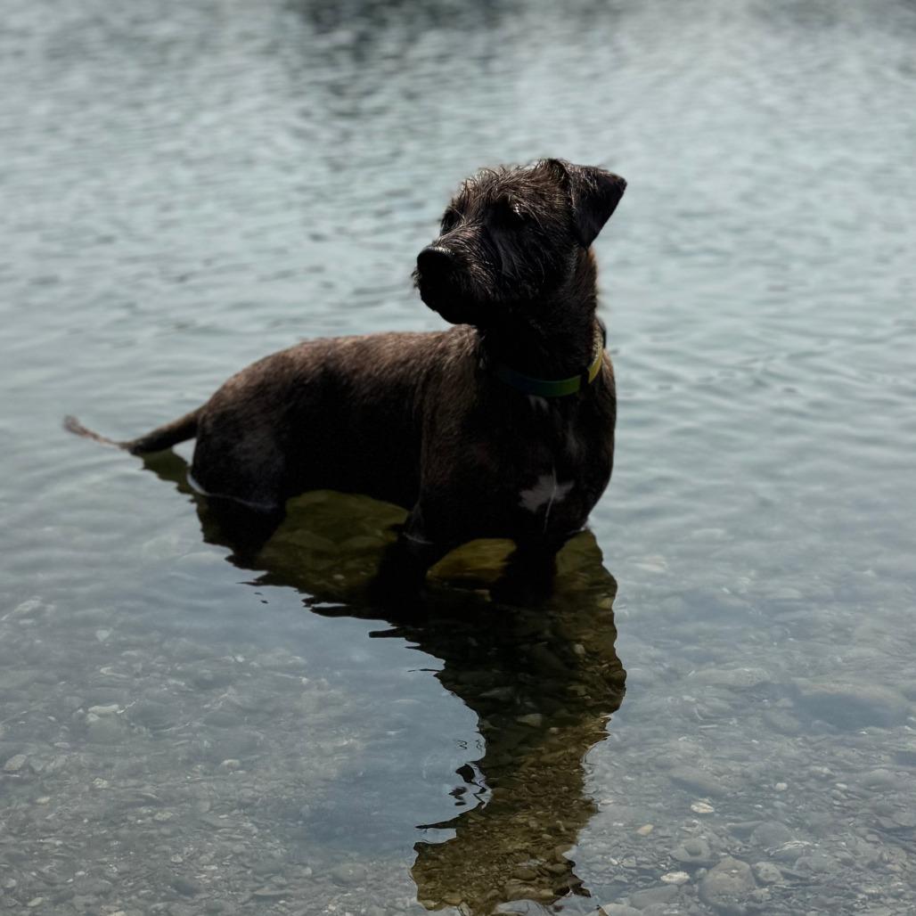 Enlarge Norville, a Adoptable Mixed Breed in Wappingers Falls, NY image 6/6