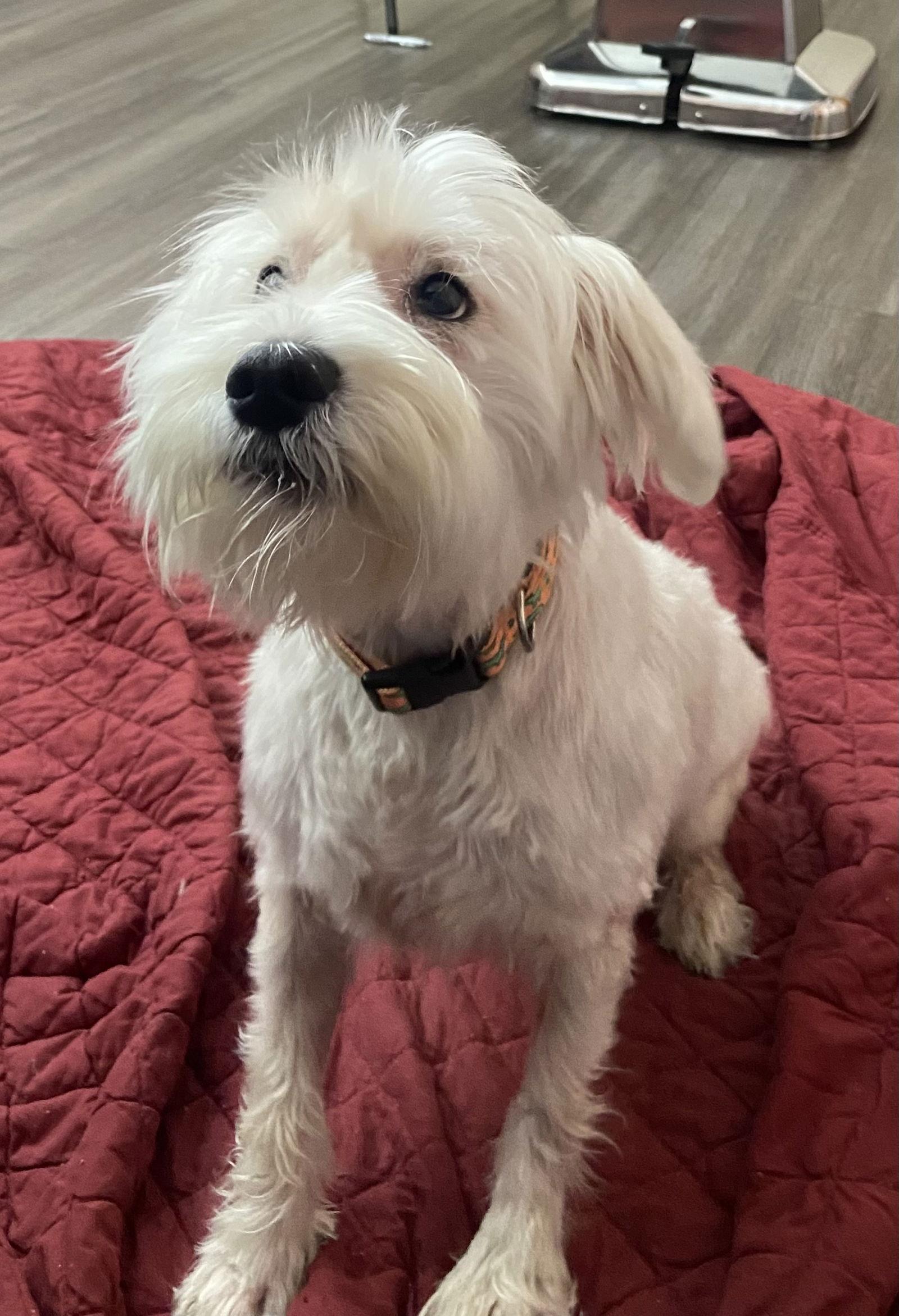 Chester, Adoptable, Senior Male Schnauzer.
