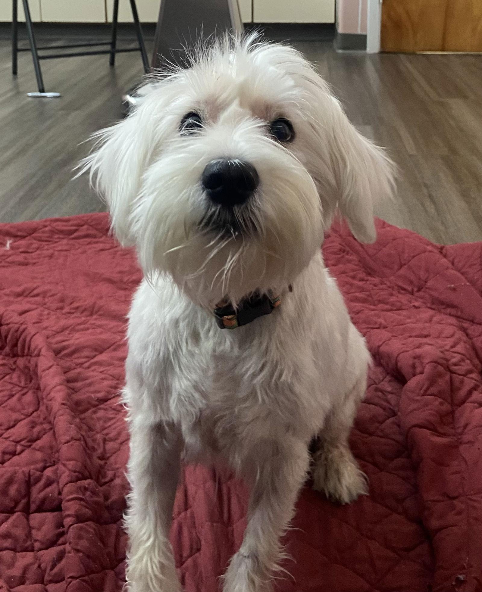 Chester, a Adoptable Schnauzer in Gates Mills, OH image 2/3