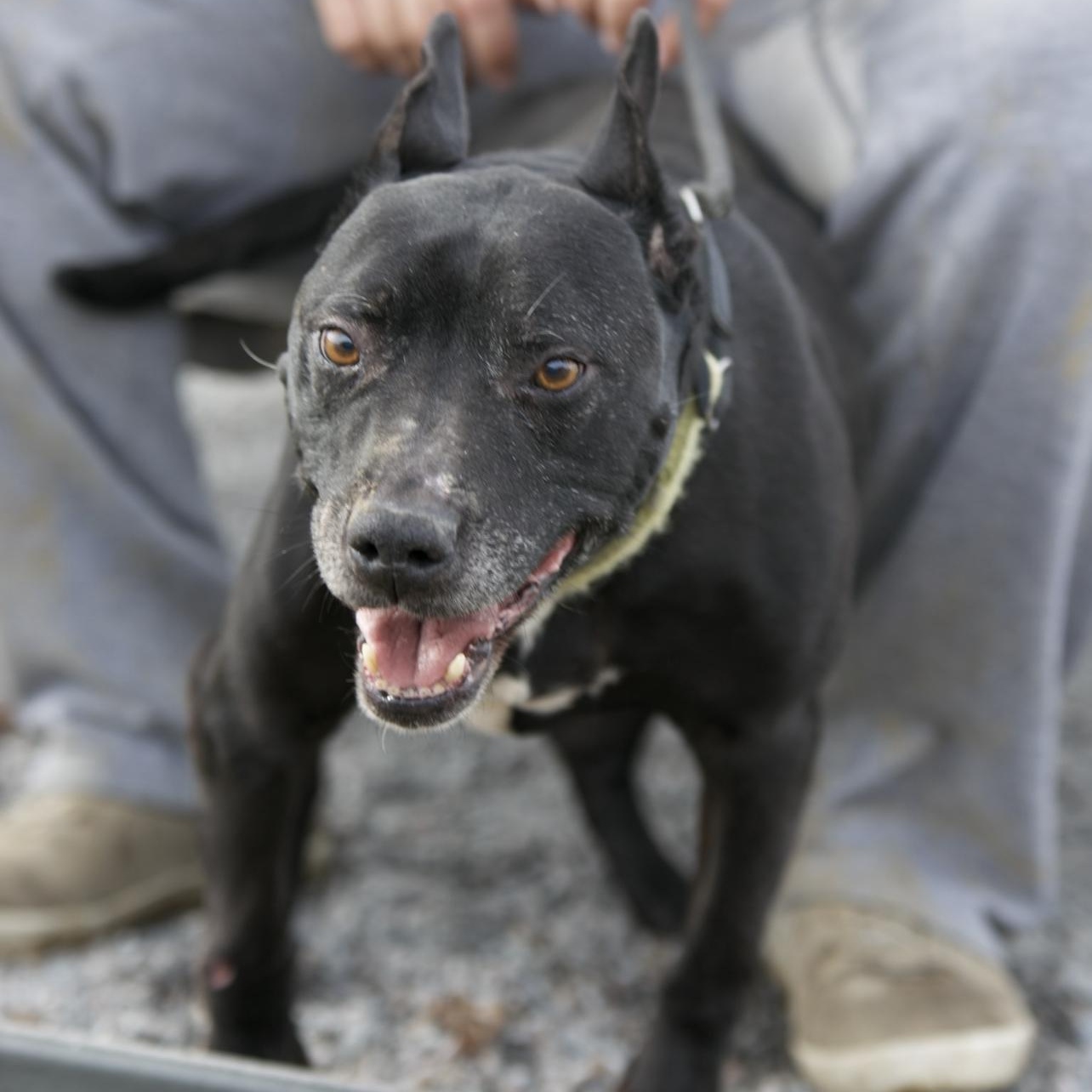 Jeffery, a ADOPTABLE mixed breed in Mount Sterling, KY image 1/5