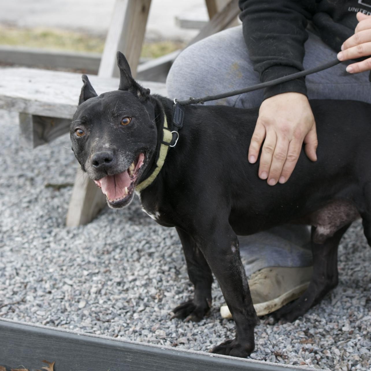 Jeffery, a ADOPTABLE mixed breed in Mount Sterling, KY image 2/5
