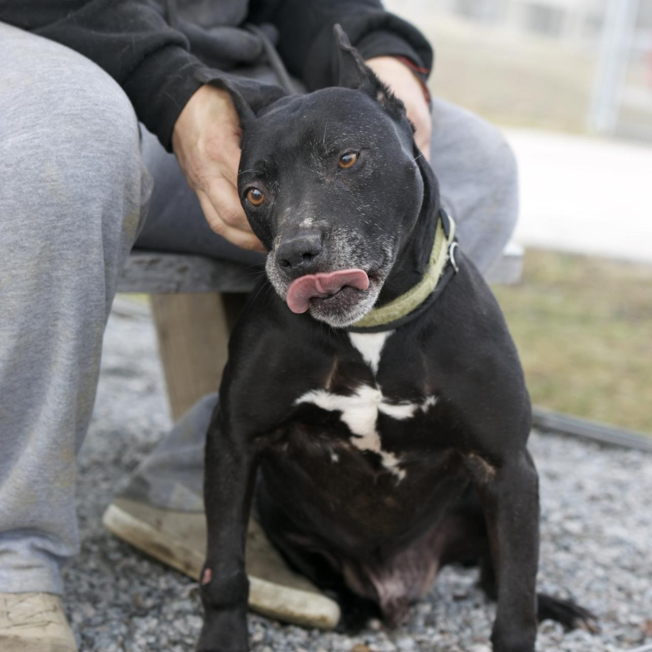 Jeffery, a ADOPTABLE mixed breed in Mount Sterling, KY image 5/5