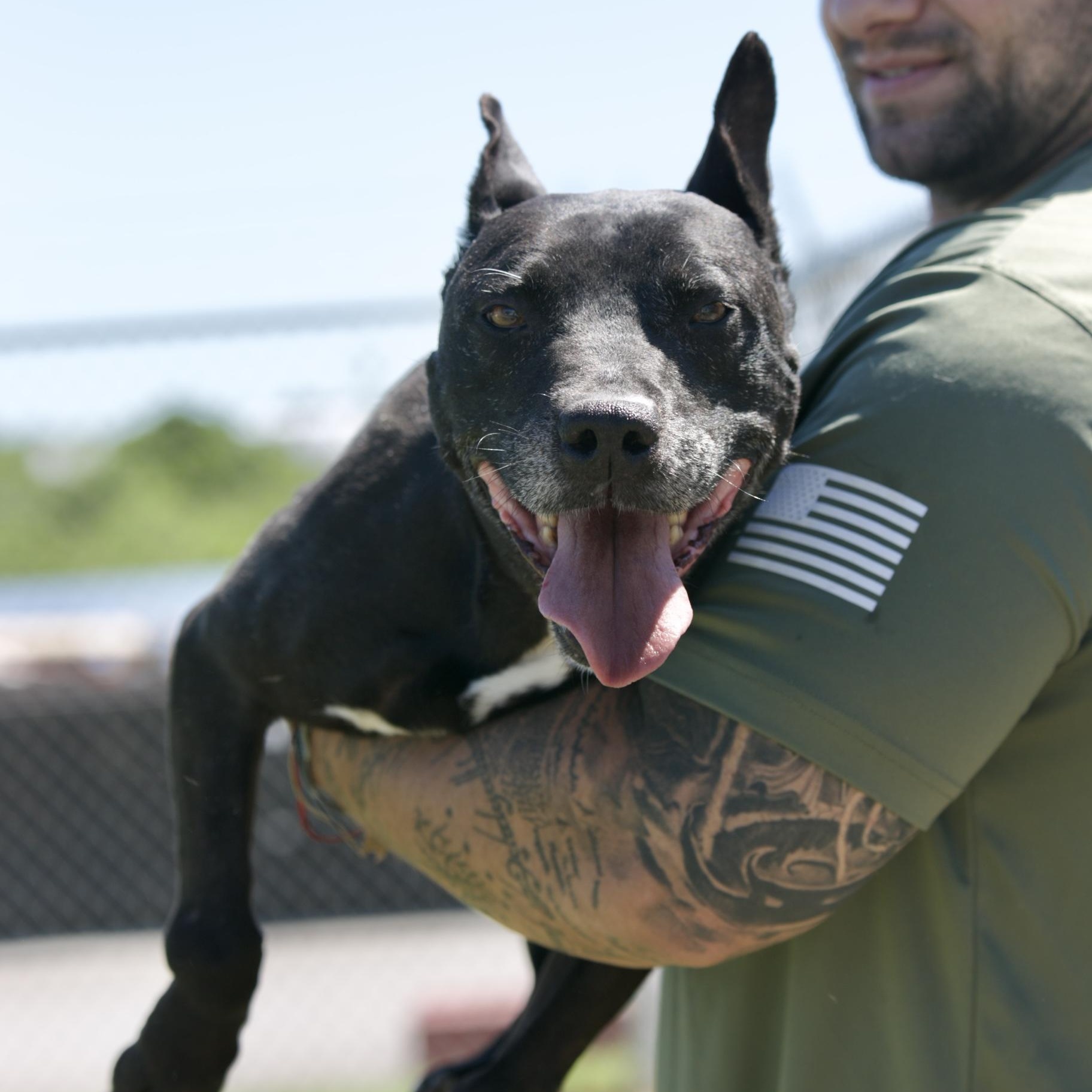 Enlarge Jeffery, a ADOPTABLE mixed breed in Mount Sterling, KY image 1/6