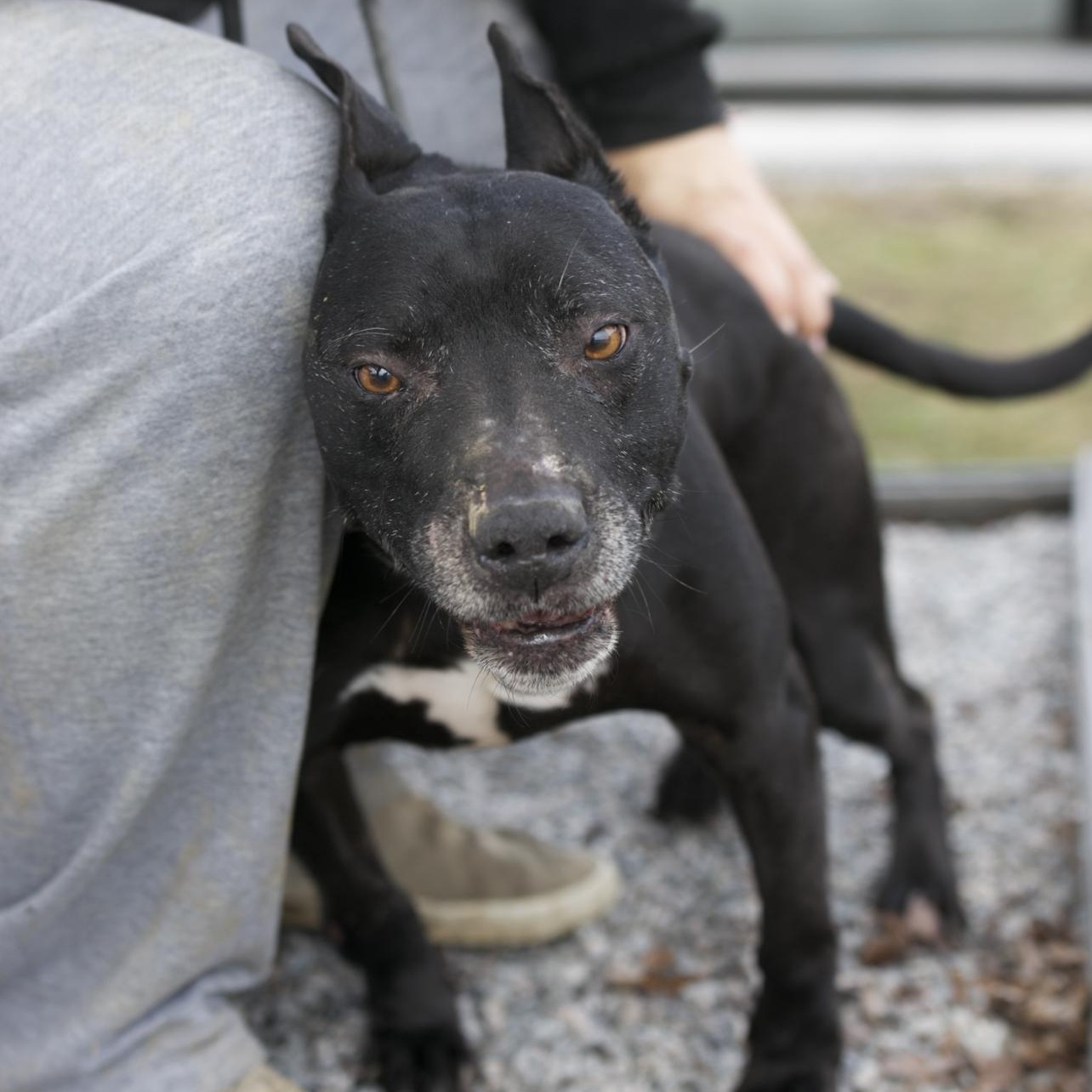 Jeffery, a ADOPTABLE mixed breed in Mount Sterling, KY image 4/5