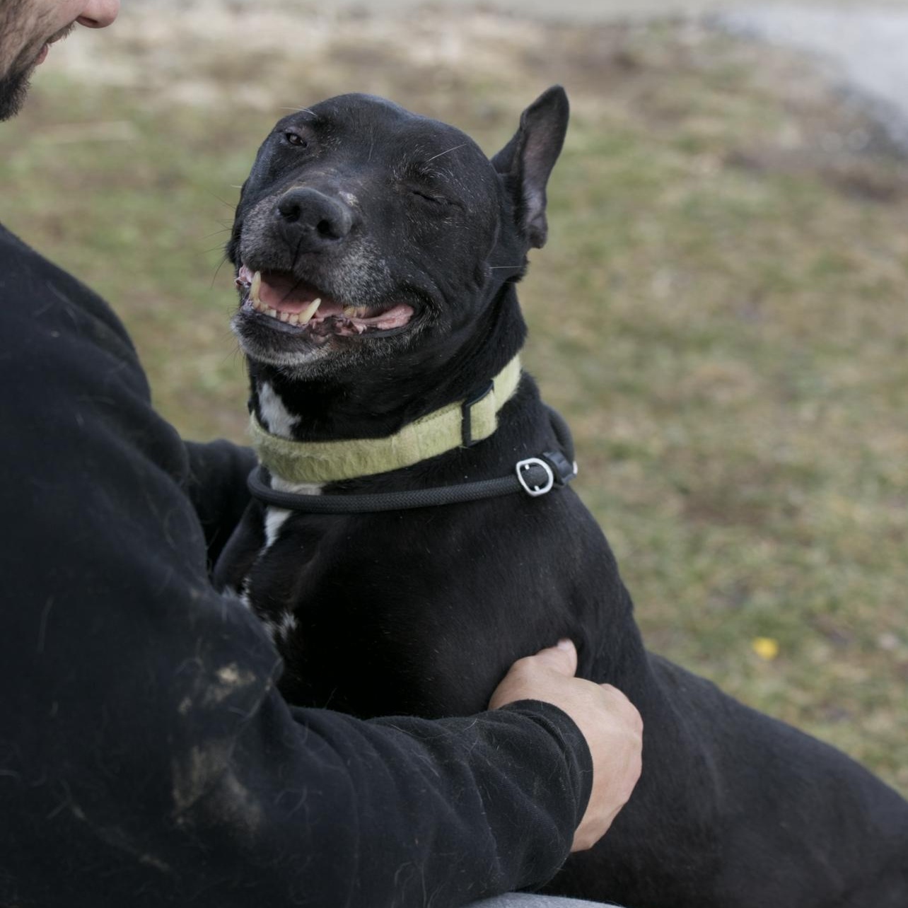 Jeffery, a ADOPTABLE mixed breed in Mount Sterling, KY image 3/5