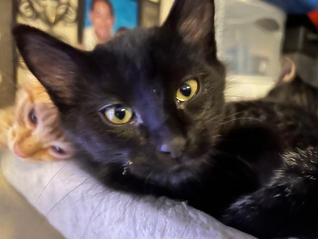 Enlarge Farrah, an adopted Domestic Medium Hair in Bonney Lake, WA image 1/5