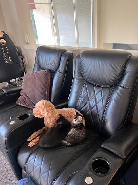 Enlarge Farrah, an adopted Domestic Medium Hair in Bonney Lake, WA image 2/5