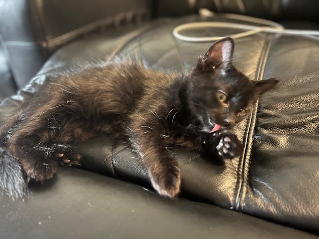 Enlarge Farrah, an adopted Domestic Medium Hair in Bonney Lake, WA image 4/5