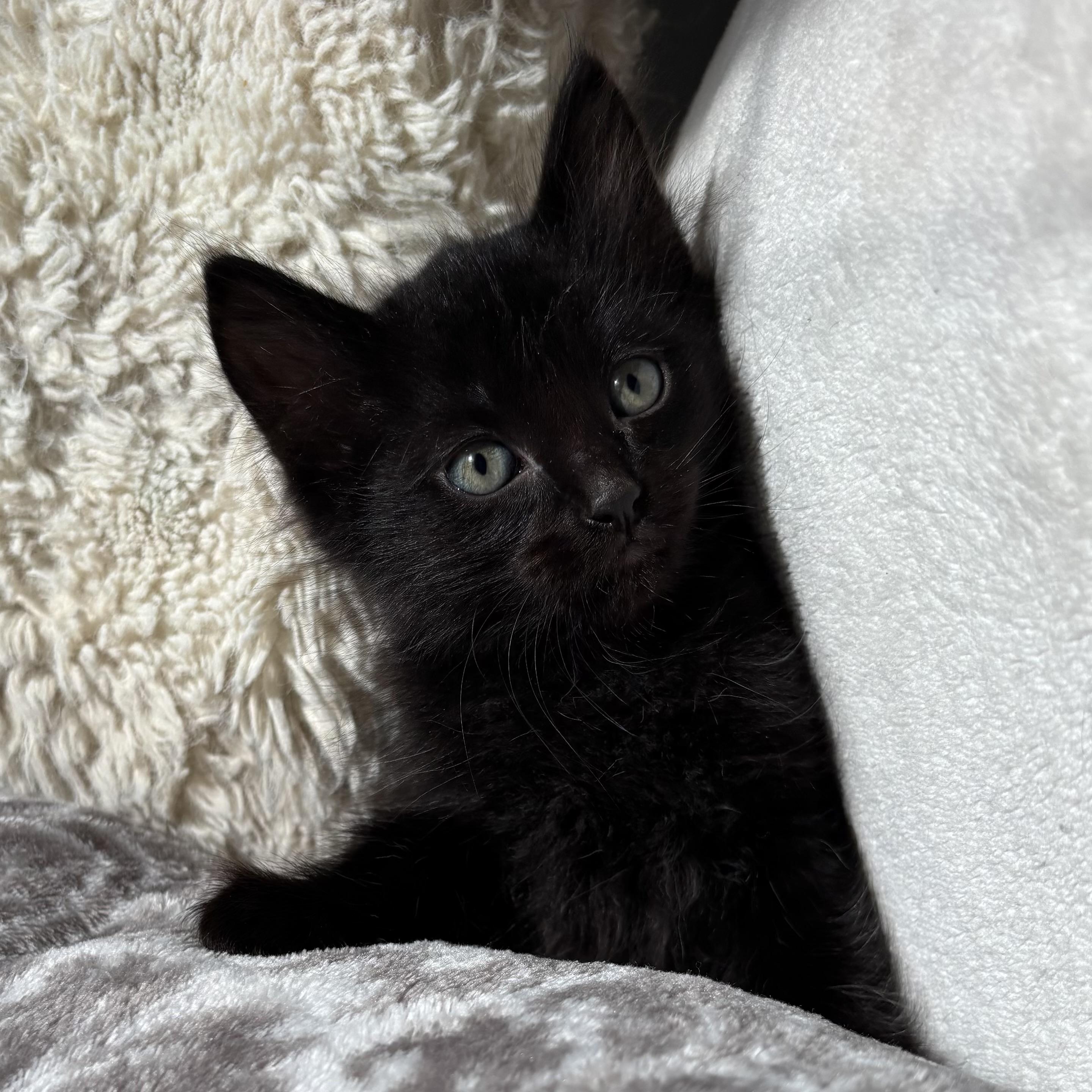 Farrah, adoptable, Kitten Female Domestic Medium Hair.