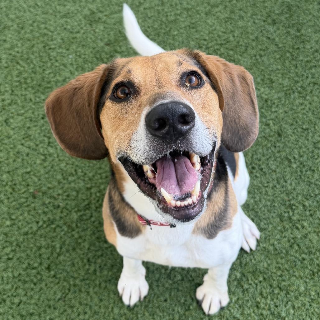 Buddiee Rocky, Adoptable, Adult Male Treeing Walker Coonhound.