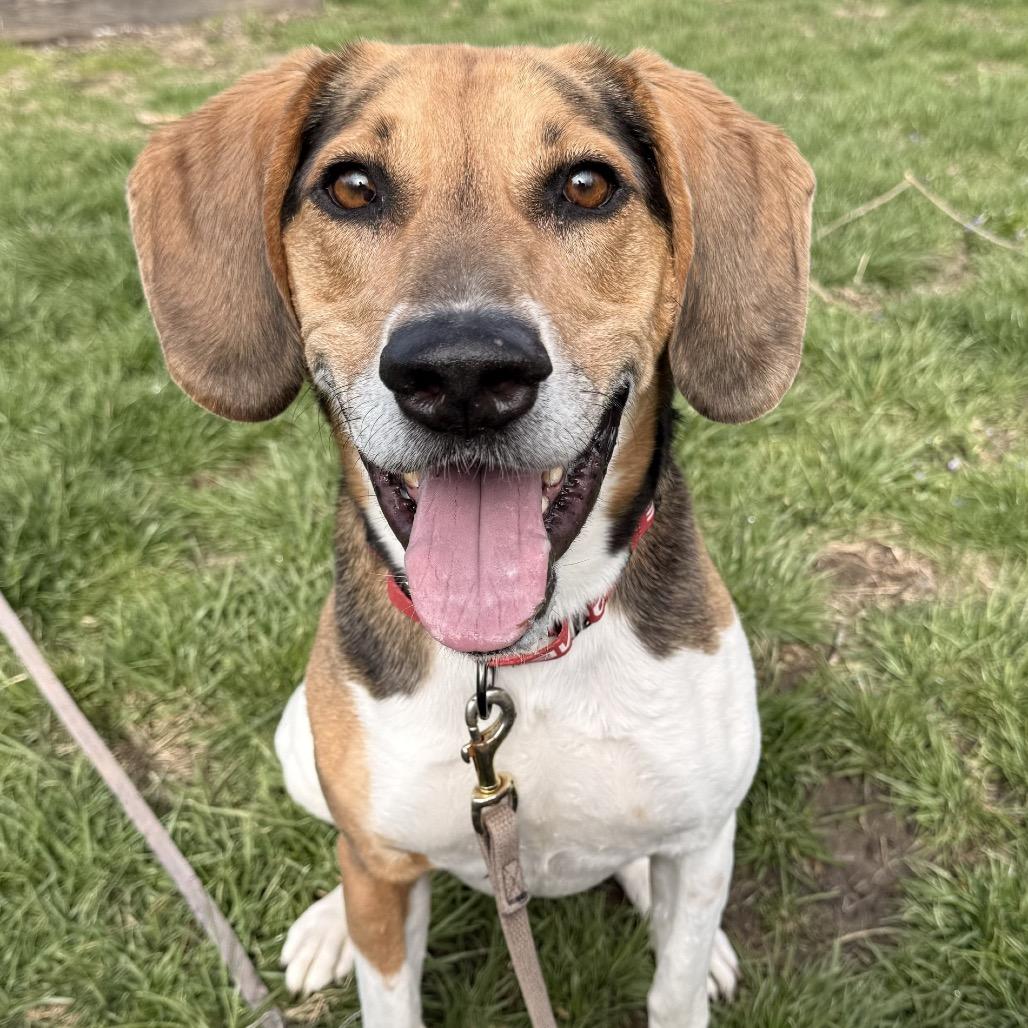 Buddiee Rocky, a Adoptable Treeing Walker Coonhound in Indianapolis, IN image 2/3