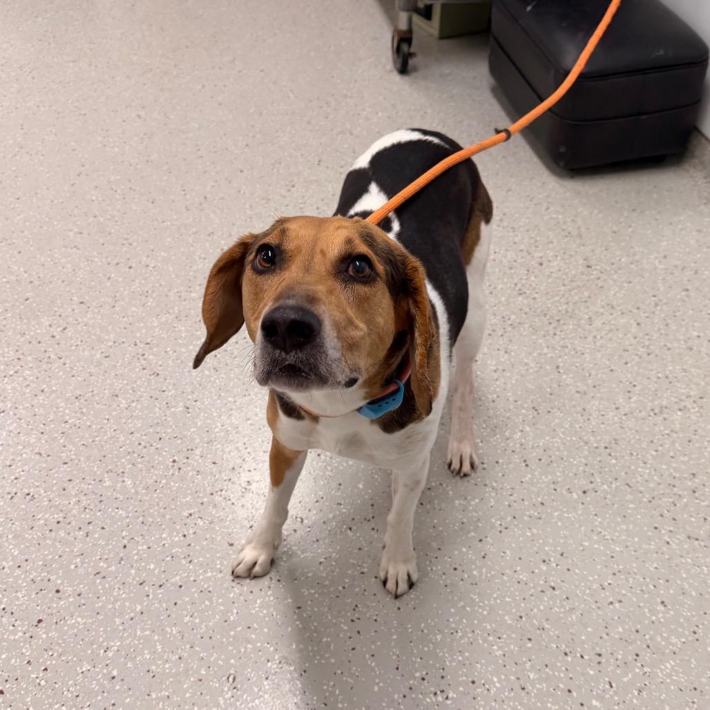 Buddiee Rocky, a Adoptable Treeing Walker Coonhound in Indianapolis, IN image 3/3